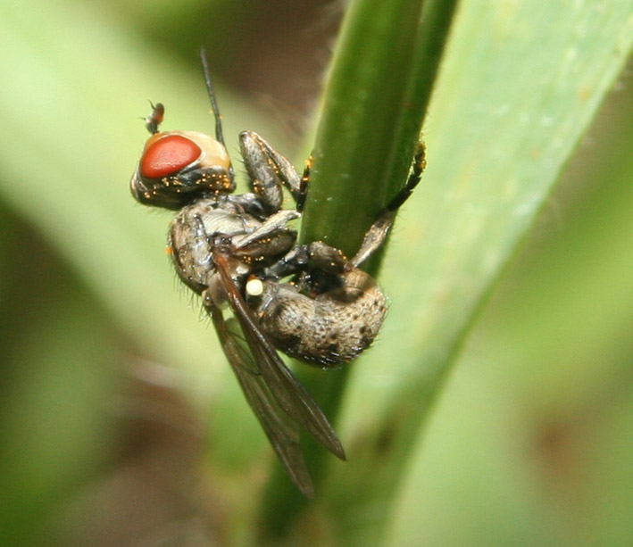 Dittero Conopidae: Zodion cinereum